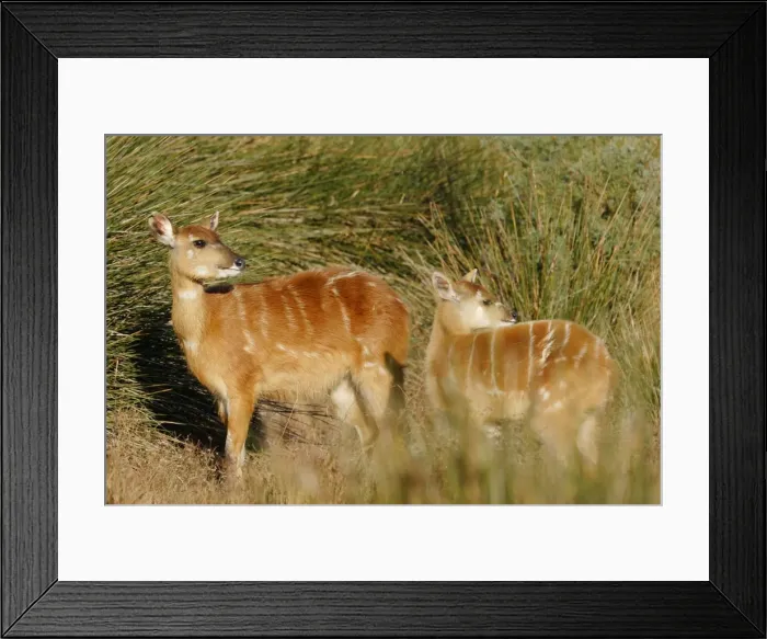 Framed Print : Sitatunga / Marshbuck - female and fawn - in swamp Framed Print : Sitatunga / Marshbuck - female and fawn - in swamp