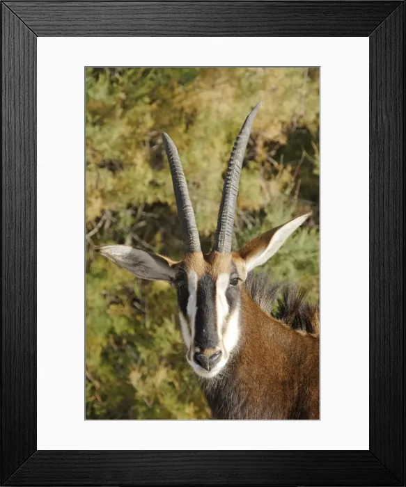 Framed Print : Sable Antelope Framed Print : Sable Antelope