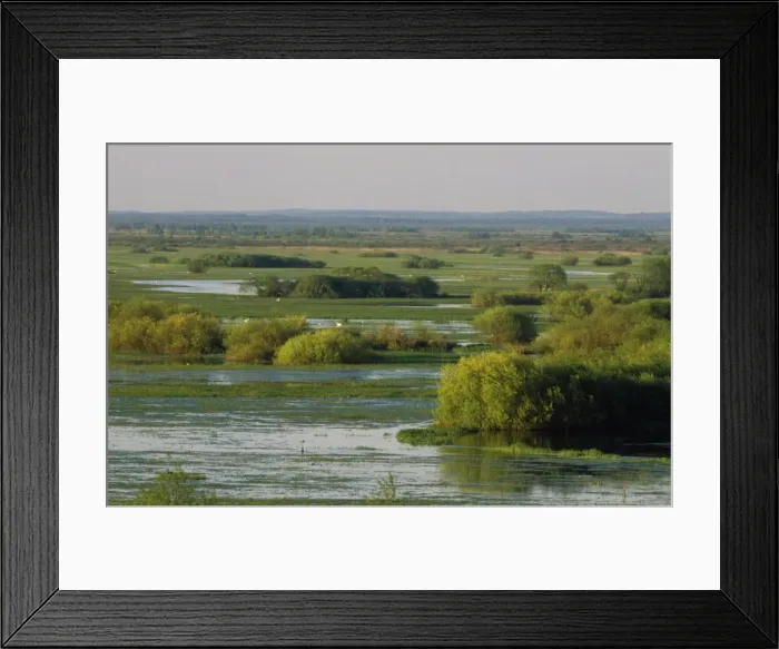Framed Print : Poland Biebrza Marsh National Park Framed Print : Poland Biebrza Marsh National Park