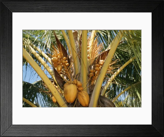 Framed Print : Coconut Tree - coconuts Framed Print : Coconut Tree - coconuts