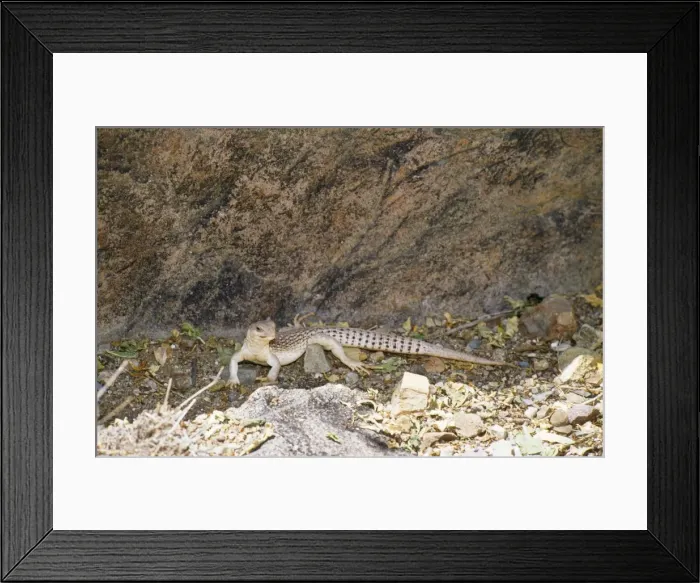 Framed Print : Desert Iguana - scent marking territory with gland on underside of thigh Framed Print : Desert Iguana - scent marking territory with gland on underside of thigh
