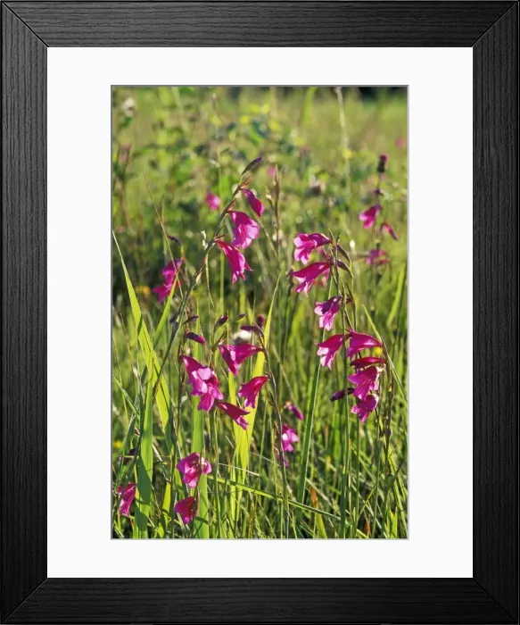 Framed Print : Gladiola. WAT-3037. Gladiola palustris - in flower Framed Print : Gladiola. WAT-3037. Gladiola palustris - in flower