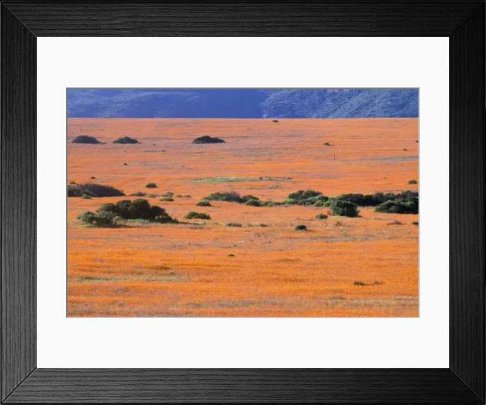 Framed Print : South Africa - orange daisies (Dimorphotheca sinuata) Namaqualand, South Africa Framed Print : South Africa - orange daisies (Dimorphotheca sinuata) Namaqualand, South Africa