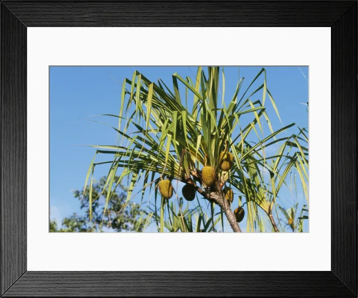 Framed Print : Pandanus Tanjung Puting National Park, Kalimantan, Borneo, Indonesia Framed Print : Pandanus Tanjung Puting National Park, Kalimantan, Borneo, Indonesia