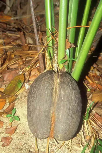 Coco-de-mer  /  Maldive Coconut - Seed on ground