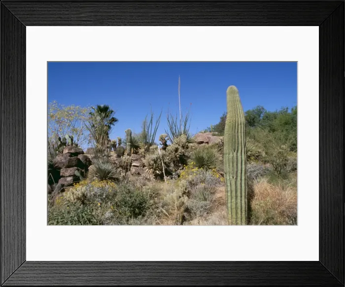 Framed Print : Saguaro Desert WAT 5008 Saguaro National park, Tucson Arizona USA © M. Watson / ARDEA LONDON Framed Print : Saguaro Desert WAT 5008 Saguaro National park, Tucson Arizona USA © M. Watson / ARDEA LONDON