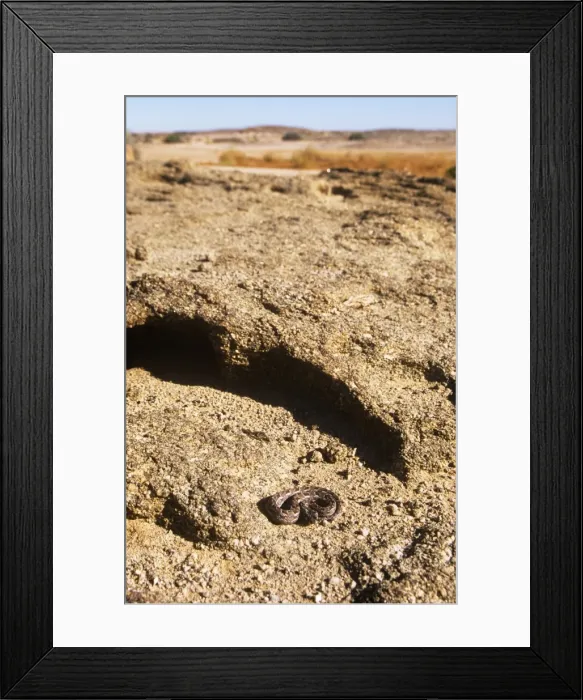Framed Print : Many Horned Adder - desert habitat Framed Print : Many Horned Adder - desert habitat