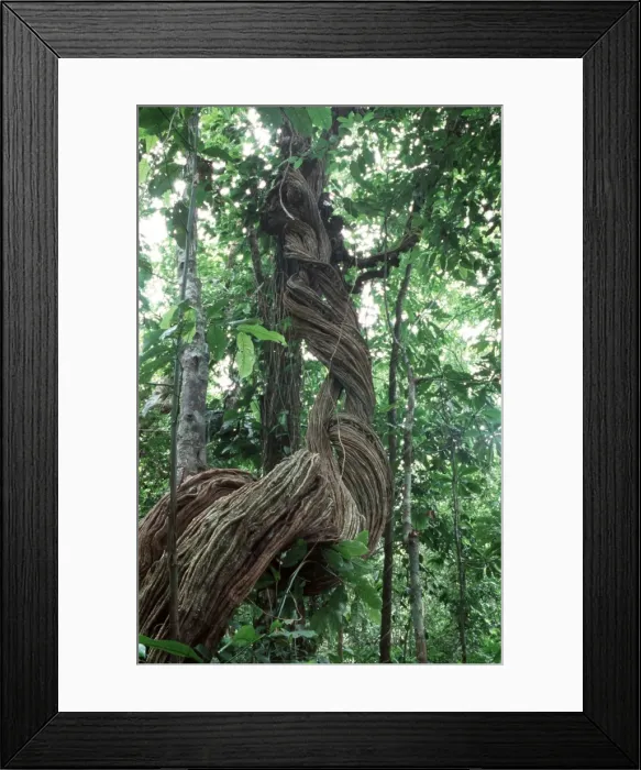 Framed Print : Rainforest Costa Rica Framed Print : Rainforest Costa Rica