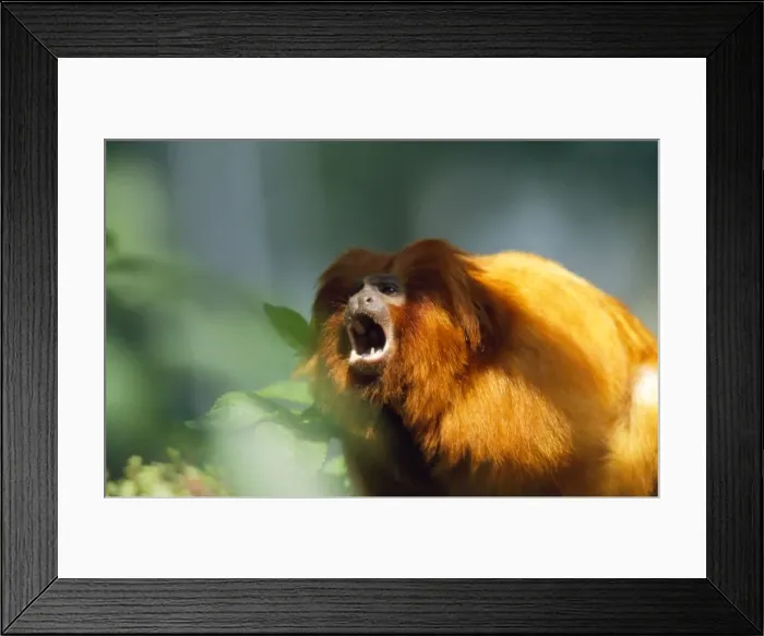 Framed Print : Golden Lion Tamarin Framed Print : Golden Lion Tamarin