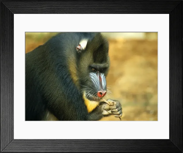 Framed Print : Mandrill - male chewing on bark Framed Print : Mandrill - male chewing on bark