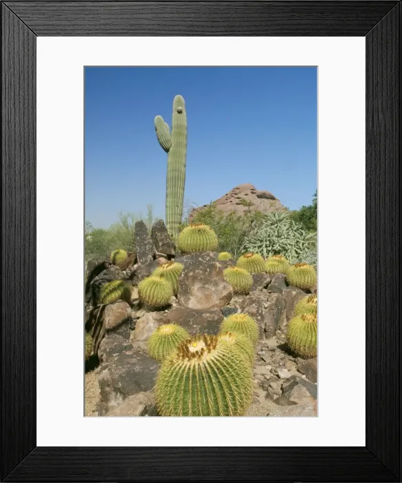 Framed Print : Desert WAT 4920 Saguaro & Gold Barrel Cactus Arizona USA Carnigiea gigantea & Echinocactus grusonii © M. Watson  /  ARDEA LONDON
