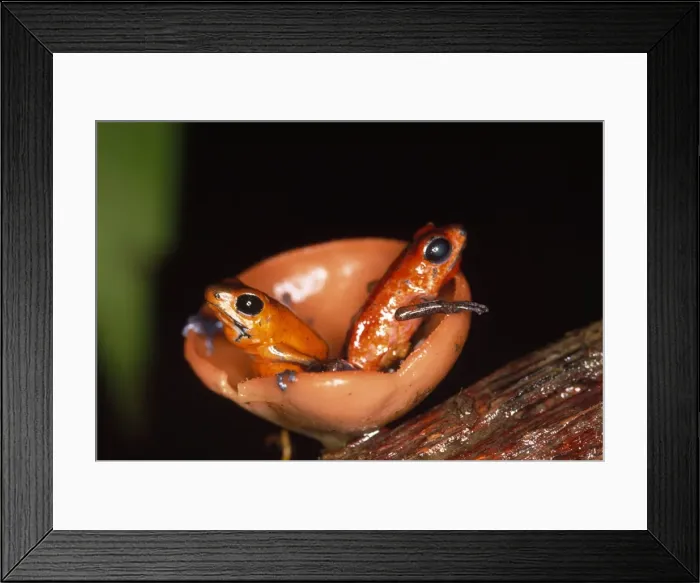 Framed Print : Poison Arrow / Red Dart Frog - x2 in fungi Costa Rica Framed Print : Poison Arrow / Red Dart Frog - x2 in fungi Costa Rica