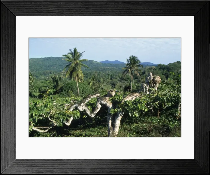 Framed Print : Ylang Ylang Mayotte Island Comoros Indian Ocean