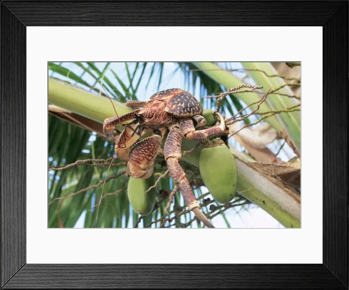 Framed Print : Giant Robber Crab WAT 5925 With Coconut Birgus latro © M. Watson / ARDEA LONDON Framed Print : Giant Robber Crab WAT 5925 With Coconut Birgus latro © M. Watson / ARDEA LONDON