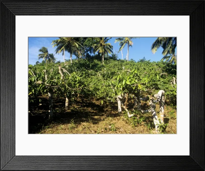 Framed Print : Cananga Tree - with Ylang Ylang flowers Mayotte Island, Comoros, Indian Ocean Framed Print : Cananga Tree - with Ylang Ylang flowers Mayotte Island, Comoros, Indian Ocean