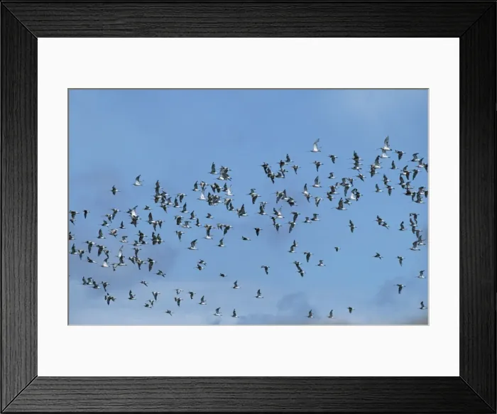 Framed Print : Curlew - a flock in flight Framed Print : Curlew - a flock in flight
