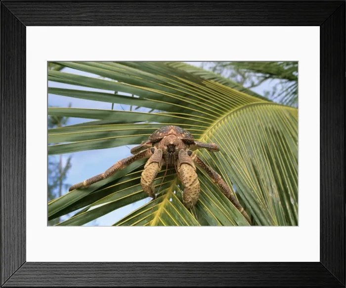 Framed Print : Giant Robber / Coconut Crab WAT 5923 On palm leaf, Indian Ocean Birgus latro © M. Watson / ARDEA LONDON Framed Print : Giant Robber / Coconut Crab WAT 5923 On palm leaf, Indian Ocean Birgus latro © M. Watson / ARDEA LONDON