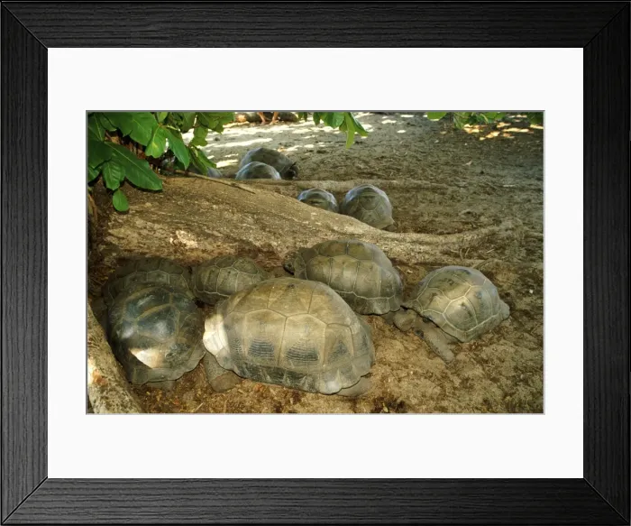 Framed Print : Aldabra Giant Tortoise - Group resting in the shade Framed Print : Aldabra Giant Tortoise - Group resting in the shade