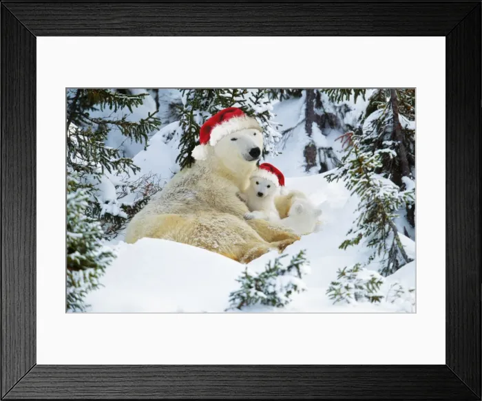 Framed Print : Polar Bear - with cubs wearing Christmas hats Digital Manipulation: Hats (Su) Framed Print : Polar Bear - with cubs wearing Christmas hats Digital Manipulation: Hats (Su)