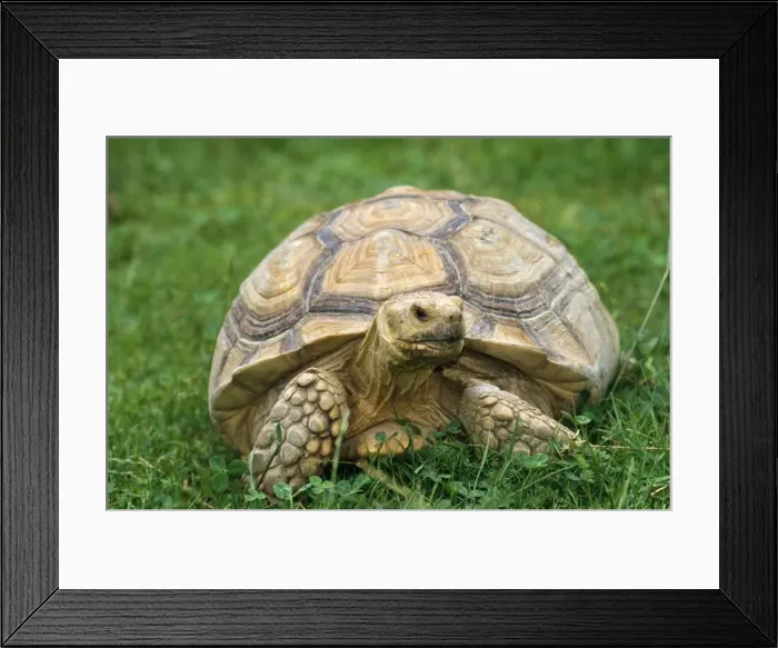 Framed Print : African Spurred Tortoise - on grass Framed Print : African Spurred Tortoise - on grass