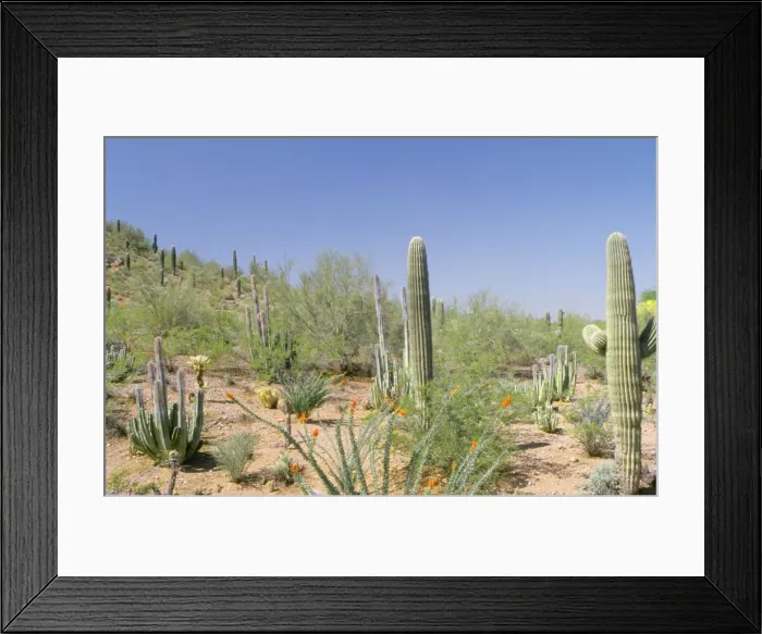 Framed Print : Desert WAT 5012 Saguaro National Park, Tucson Arizona USA © M. Watson / ARDEA LONDON Framed Print : Desert WAT 5012 Saguaro National Park, Tucson Arizona USA © M. Watson / ARDEA LONDON