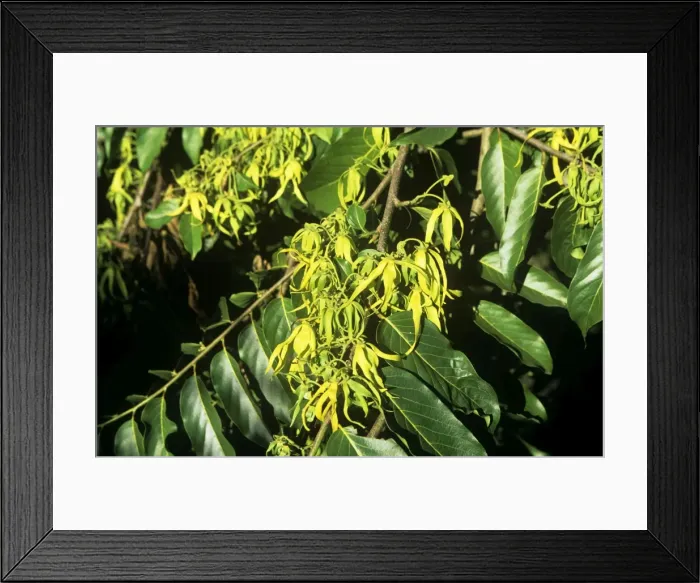 Framed Print : Ylang Ylang flowers Mayotte Island, Comoros, Indian Ocean Framed Print : Ylang Ylang flowers Mayotte Island, Comoros, Indian Ocean