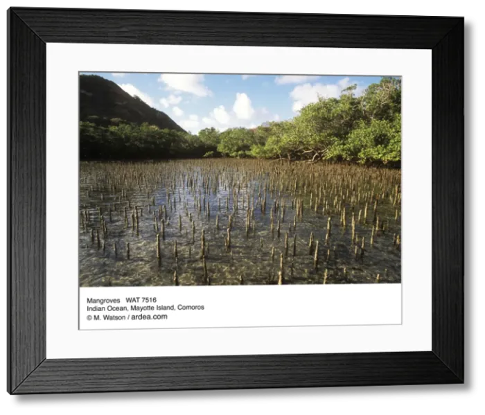 Framed Print : Mangroves WAT 7516 Indian Ocean, Mayotte Island, Comoros © M. Watson  /  ardea. com