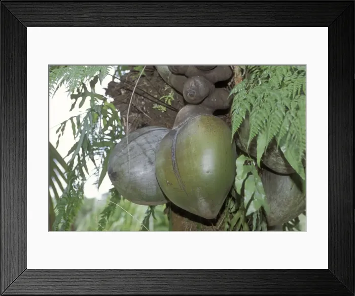 Framed Print : Coco-de-mer  /  Maldive Coconut - Seeds still on tree