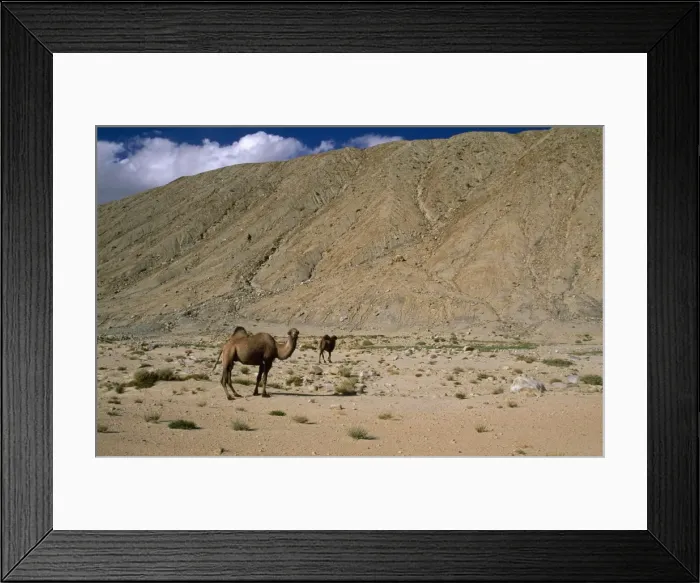 Framed Print : Bactrian Camel Pamir plateau, Gobi desert, Xinjiang China Framed Print : Bactrian Camel Pamir plateau, Gobi desert, Xinjiang China