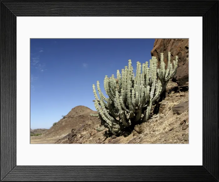 Framed Print : Euphorbia damarana. Namibia Fam: Euphorbiaceae Framed Print : Euphorbia damarana. Namibia Fam: Euphorbiaceae