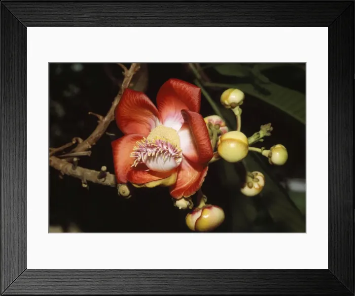 Framed Print : Cannonball Tree Flower Seychelles
