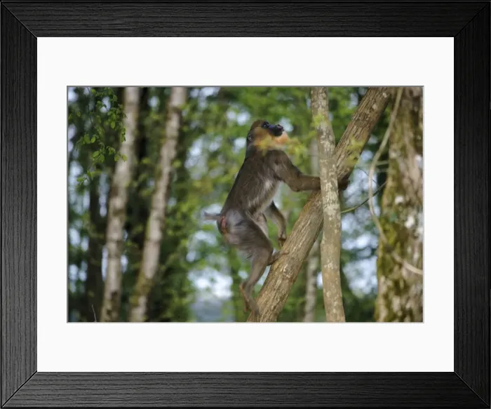 Framed Print : Mandrill - climbing Framed Print : Mandrill - climbing