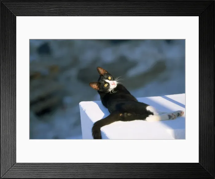 Framed Print : Black & White Cat - feral - laying on wall in the sun - Santorini Island Greece Framed Print : Black & White Cat - feral - laying on wall in the sun - Santorini Island Greece