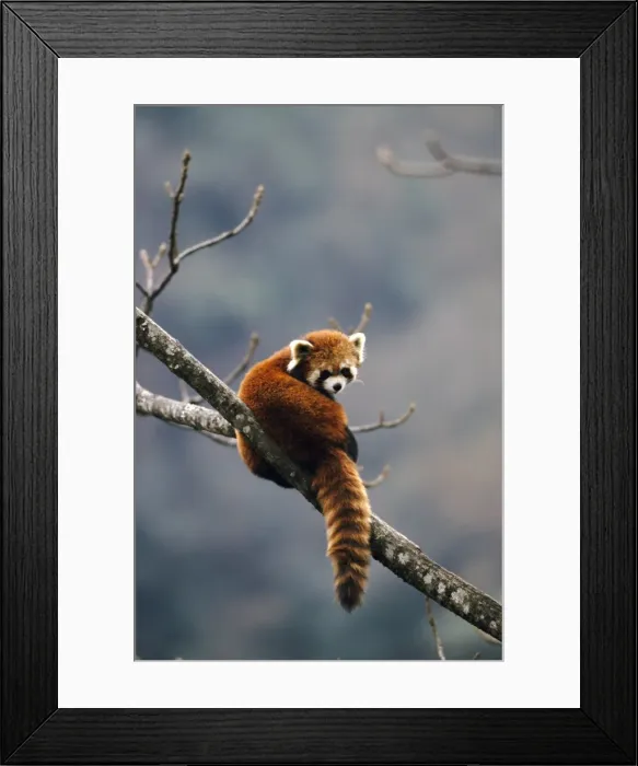 Framed Print : Red Panda - in tree Framed Print : Red Panda - in tree