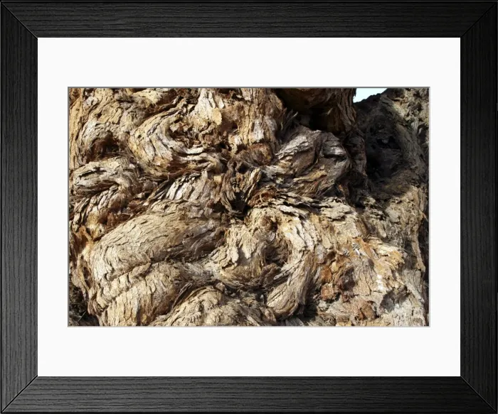 Framed Print : Ana tree Virus on the tree, Huab river Namibia Framed Print : Ana tree Virus on the tree, Huab river Namibia