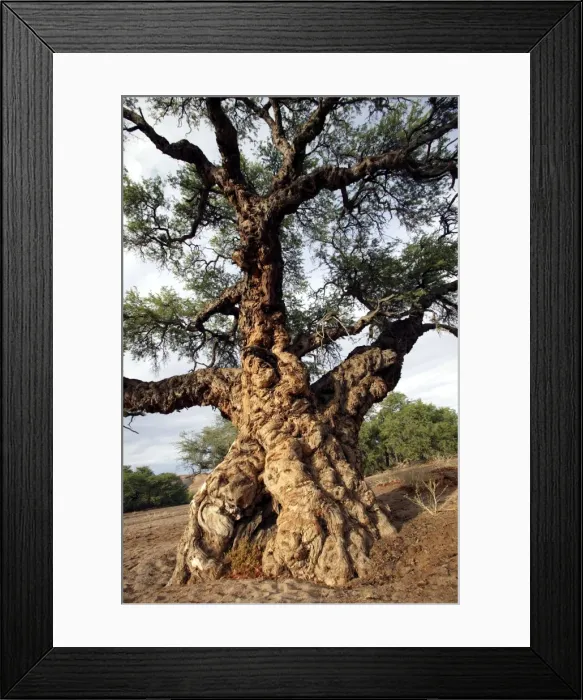 Framed Print : Ana tree Virus on the tree, Huab river Namibia Framed Print : Ana tree Virus on the tree, Huab river Namibia