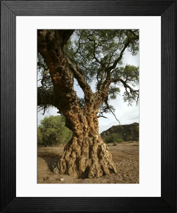 Framed Print : Ana tree. Virus on the tree, Huab river Namibia Framed Print : Ana tree. Virus on the tree, Huab river Namibia