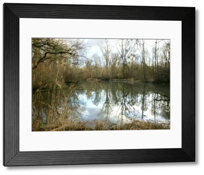 Framed Print : France Rhine Valley Forest in winter, Alsace Framed Print : France Rhine Valley Forest in winter, Alsace