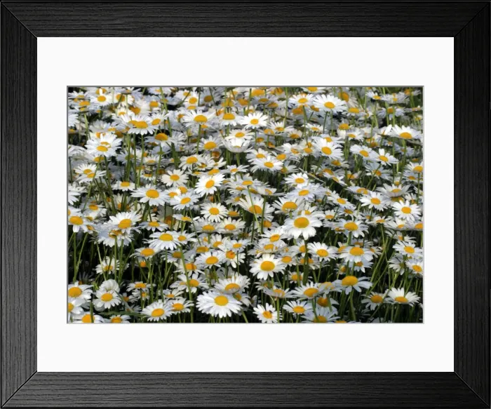 Framed Print : Daisies - Mass