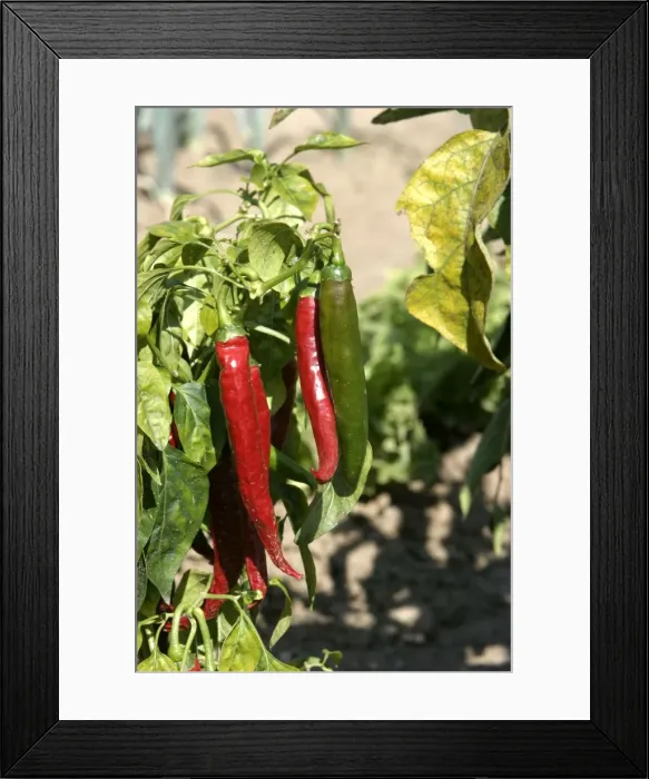 Framed Print : Red Pimento Framed Print : Red Pimento
