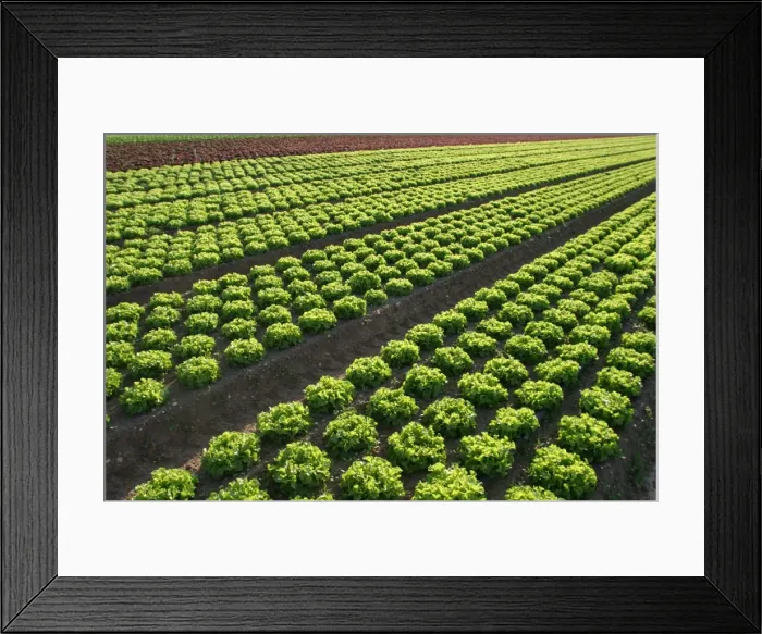 Framed Print : Lettuce Field Montesson, France Framed Print : Lettuce Field Montesson, France