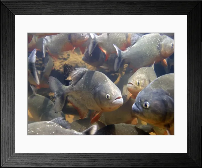 Framed Print : Red-bellied Piranha - group underwater Framed Print : Red-bellied Piranha - group underwater