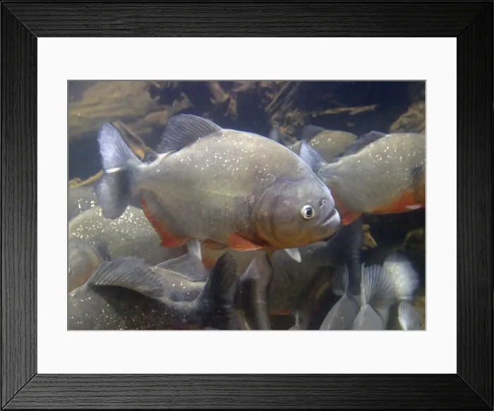 Framed Print : Red-bellied Piranha - underwater. Venzuela Framed Print : Red-bellied Piranha - underwater. Venzuela
