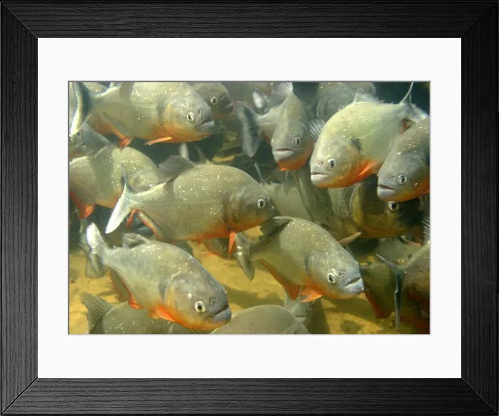 Framed Print : Red-bellied Piranha - underwater. Venzuela Framed Print : Red-bellied Piranha - underwater. Venzuela
