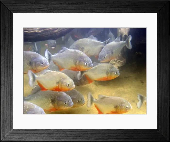 Framed Print : Piranha - underwater Framed Print : Piranha - underwater