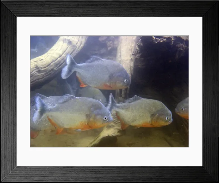 Framed Print : Piranha - underwater Framed Print : Piranha - underwater