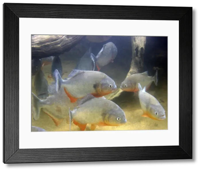Framed Print : Piranha - underwater Framed Print : Piranha - underwater
