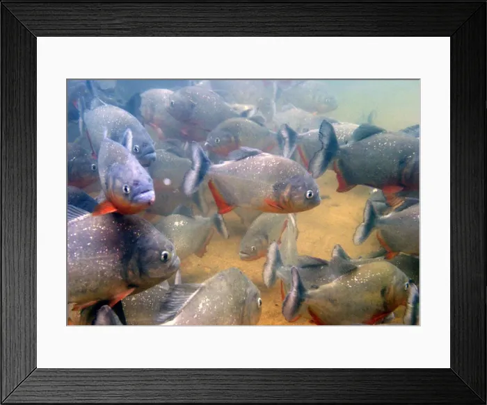 Framed Print : Piranha - underwater Venezuela Framed Print : Piranha - underwater Venezuela
