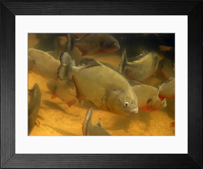 Framed Print : Piranha - underwater Venezuela Framed Print : Piranha - underwater Venezuela