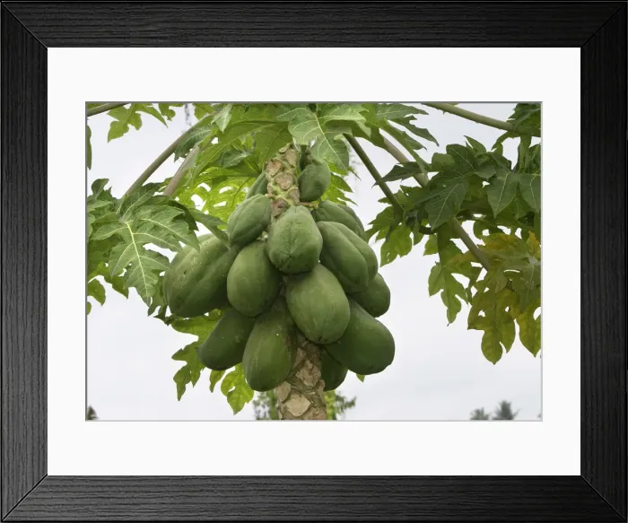 Framed Print : Papaya - fruit on tree Ilanos, Venezuela Framed Print : Papaya - fruit on tree Ilanos, Venezuela